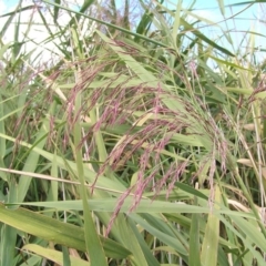 Phragmites australis (Common Reed) at Fyshwick, ACT - 5 Mar 2017 by MatthewFrawley