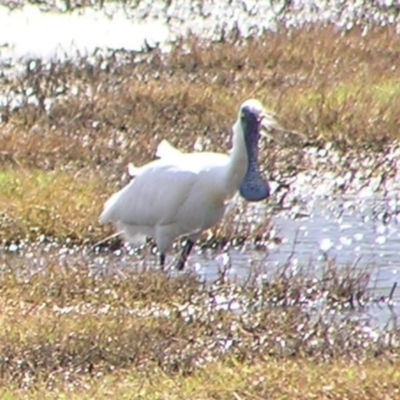 Platalea regia (Royal Spoonbill) at Jerrabomberra Wetlands - 4 Mar 2017 by MatthewFrawley