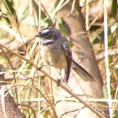 Rhipidura albiscapa (Grey Fantail) at Jerrabomberra Wetlands - 4 Mar 2017 by MatthewFrawley