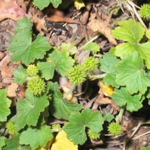 Hydrocotyle laxiflora at Hughes, ACT - 10 Jul 2017