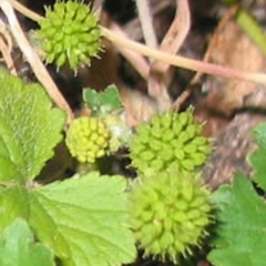 Hydrocotyle laxiflora at Hughes, ACT - 10 Jul 2017