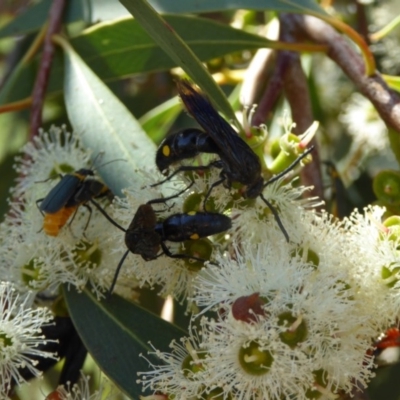 Australelis anthracina (Flower wasp) at Molonglo Valley, ACT - 3 Mar 2016 by AndyRussell