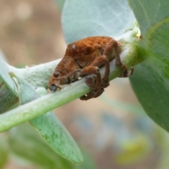 Gonipterus sp. (genus) (Eucalyptus Weevil) at Commonwealth & Kings Parks - 26 Feb 2017 by JanetRussell