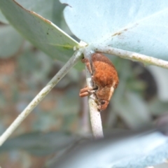 Gonipterus sp. (genus) at Parkes, ACT - 26 Feb 2017
