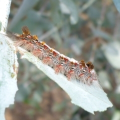 Euproctis baliolalis (Browntail Gum Moth) at Mount Ainslie to Black Mountain - 26 Feb 2017 by JanetRussell