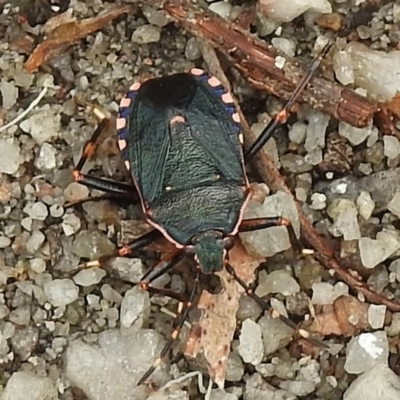 Notius depressus (Shield bug) at Paddys River, ACT - 4 Mar 2017 by JohnBundock