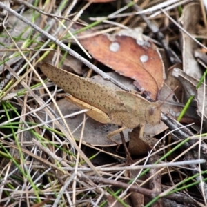 Goniaea australasiae at Green Cape, NSW - 13 Feb 2017