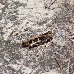 Gastrimargus musicus (Yellow-winged Locust or Grasshopper) at Green Cape, NSW - 13 Feb 2017 by RossMannell