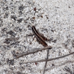 Macrotona sp. (genus) (Macrotona grasshopper) at Ben Boyd National Park - 13 Feb 2017 by RossMannell