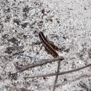 Macrotona sp. (genus) at Green Cape, NSW - 13 Feb 2017 01:29 PM
