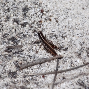 Macrotona sp. (genus) at Green Cape, NSW - 13 Feb 2017