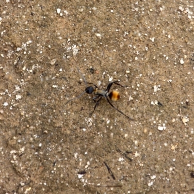 Polyrhachis ammon (Golden-spined Ant, Golden Ant) at Ben Boyd National Park - 13 Feb 2017 by RossMannell