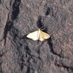 Scopula rubraria (Reddish Wave, Plantain Moth) at Green Cape, NSW - 12 Feb 2017 by RossMannell