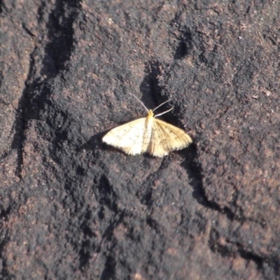 Scopula rubraria (Reddish Wave, Plantain Moth) at Ben Boyd National Park - 12 Feb 2017 by RossMannell