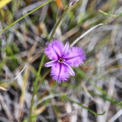Thysanotus juncifolius (Branching Fringe Lily) at Ben Boyd National Park - 13 Feb 2017 by RossMannell