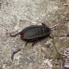 Polyzosteria aenea (Pink-tailed heath cockroach) at Ben Boyd National Park - 13 Feb 2017 by RossMannell