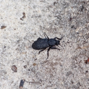 Talaurinus sp. at Green Cape, NSW - 13 Feb 2017 01:19 PM