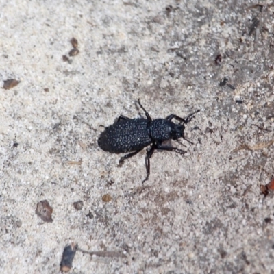 Talaurinus sp. (Ground weevil) at Ben Boyd National Park - 13 Feb 2017 by RossMannell