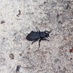 Talaurinus sp. (Ground weevil) at Green Cape, NSW - 13 Feb 2017 by RossMannell