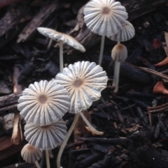 Coprinellus etc. (An Inkcap) at Burra, NSW - 5 Mar 2017 by Safarigirl