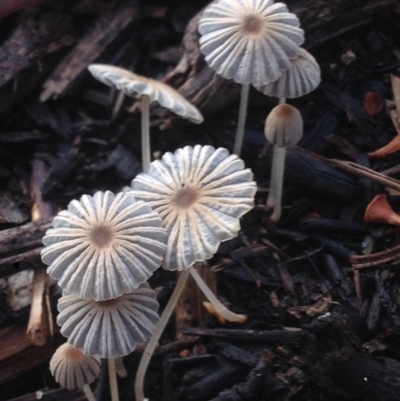 Coprinellus etc. (An Inkcap) at Burra, NSW - 5 Mar 2017 by Safarigirl