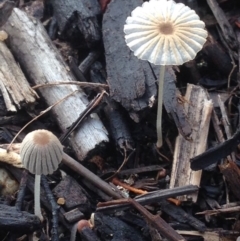 Coprinellus etc. at Burra, NSW - 5 Mar 2017