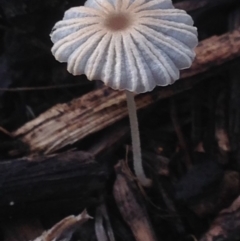 Coprinellus etc. at Burra, NSW - 5 Mar 2017