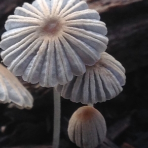 Coprinellus etc. at Burra, NSW - 5 Mar 2017 10:46 PM