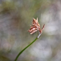 Unidentified at Green Cape, NSW - 13 Feb 2017 by RossMannell