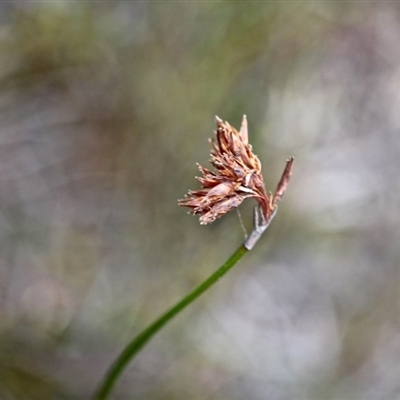 Unidentified at Green Cape, NSW - 13 Feb 2017 by RossMannell