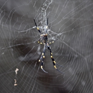 Nephila plumipes at Green Cape, NSW - 13 Feb 2017