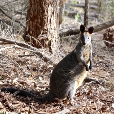 Wallabia bicolor (Swamp Wallaby) at Ben Boyd National Park - 12 Feb 2017 by RossMannell