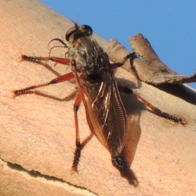 Neoaratus hercules (Herculean Robber Fly) at Gigerline Nature Reserve - 4 Jan 2017 by michaelb