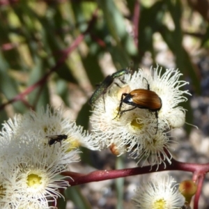 Phyllotocus rufipennis at Molonglo Valley, ACT - 1 Dec 2016