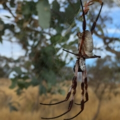 Trichonephila edulis (Golden orb weaver) at QPRC LGA - 6 Mar 2017 by Wandiyali