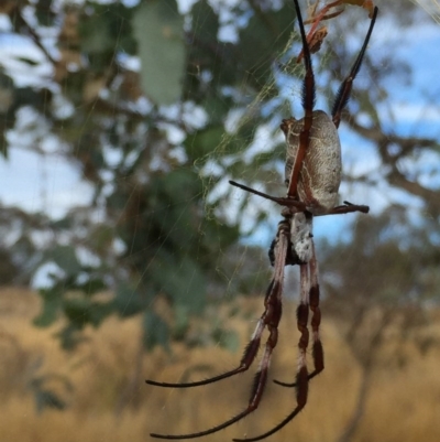 Trichonephila edulis (Golden orb weaver) at Wandiyali-Environa Conservation Area - 6 Mar 2017 by Wandiyali