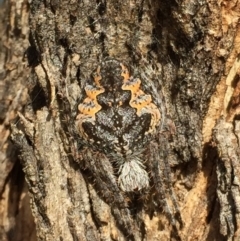 Hortophora sp. (genus) (Garden orb weaver) at Googong, NSW - 6 Mar 2017 by Wandiyali