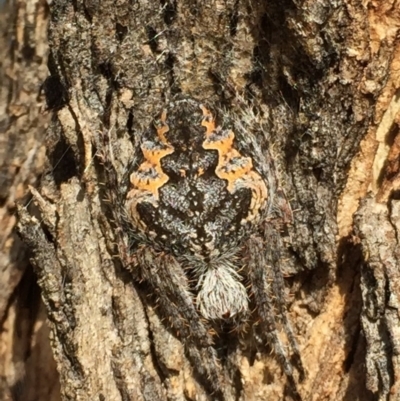 Hortophora sp. (genus) (Garden orb weaver) at QPRC LGA - 6 Mar 2017 by Wandiyali