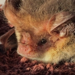 Nyctophilus geoffroyi (Lesser Long-eared Bat) at QPRC LGA - 6 Mar 2017 by Wandiyali