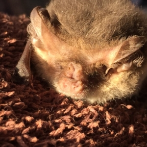 Nyctophilus geoffroyi at Googong, NSW - 6 Mar 2017