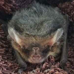 Nyctophilus geoffroyi at Googong, NSW - 6 Mar 2017