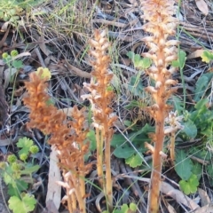 Orobanche minor (Broomrape) at Hughes Garran Woodland - 27 Aug 2014 by ruthkerruish