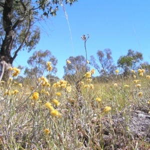 Chrysocephalum apiculatum at Kambah, ACT - 31 Dec 2013 12:00 AM