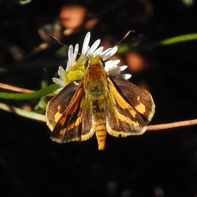 Ocybadistes walkeri (Green Grass-dart) at Wanniassa, ACT - 6 Mar 2017 by JohnBundock