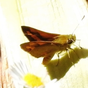 Ocybadistes walkeri at Wanniassa, ACT - 6 Mar 2017 11:10 AM