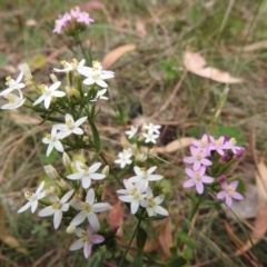 Centaurium sp. (Centaury) at Canberra Central, ACT - 31 Dec 2016 by Qwerty