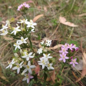 Centaurium sp. at Canberra Central, ACT - 1 Jan 2017