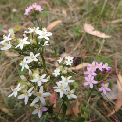 Centaurium sp. (Centaury) at Mount Majura - 31 Dec 2016 by Qwerty