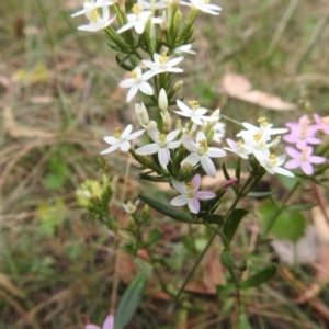 Centaurium sp. at Canberra Central, ACT - 1 Jan 2017