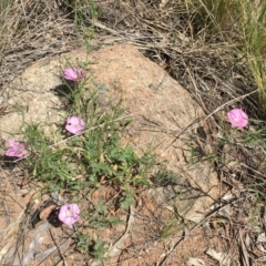 Convolvulus angustissimus subsp. angustissimus (Australian Bindweed) at Red Hill to Yarralumla Creek - 24 Oct 2015 by ruthkerruish